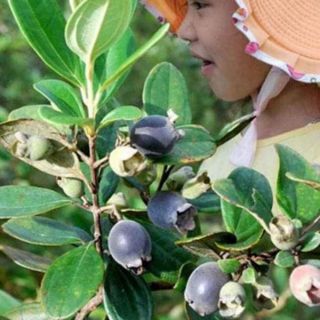Cây giống sim rừng  quả vua ngon vừa chữa được  nhiều bệnh