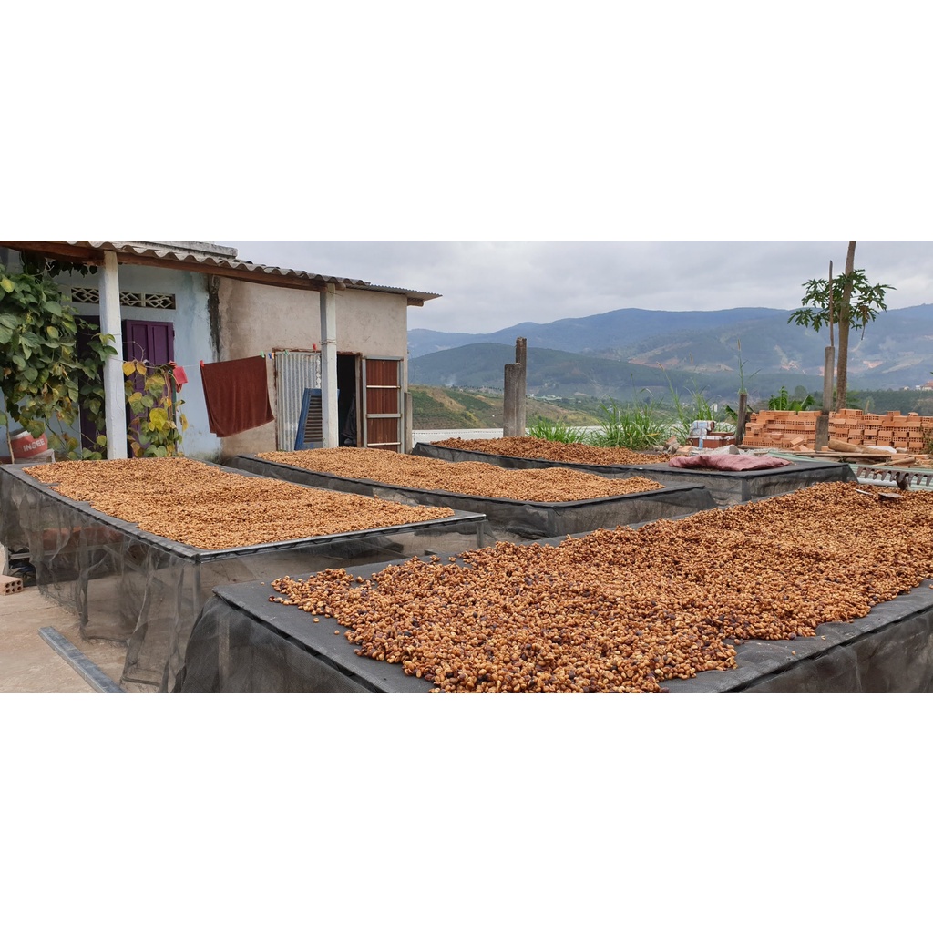 Cà phê sạch Blend 30% Arabica vườn nhà Midori Farm 500g, túi nhôm sang trọng | BigBuy360 - bigbuy360.vn