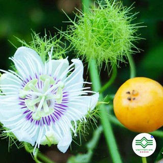 Cây Lạc Tiên khô 1KG - T078