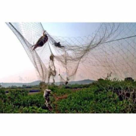 Lưới bẫy chim chào mào, khuyên,sáo, cu gá, gà .Lưới chim tàng hình tổng hợp lưới chim thái lan cao 5m siêu nhạy,.,.