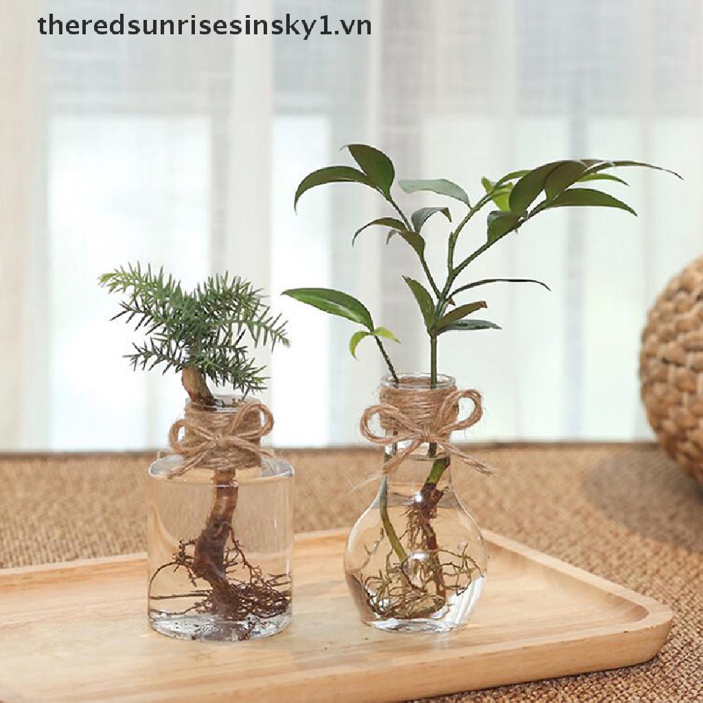 Bình trồng cây thủy canh bằng nhựa trong suốt đơn giản trang trí tiện dụng