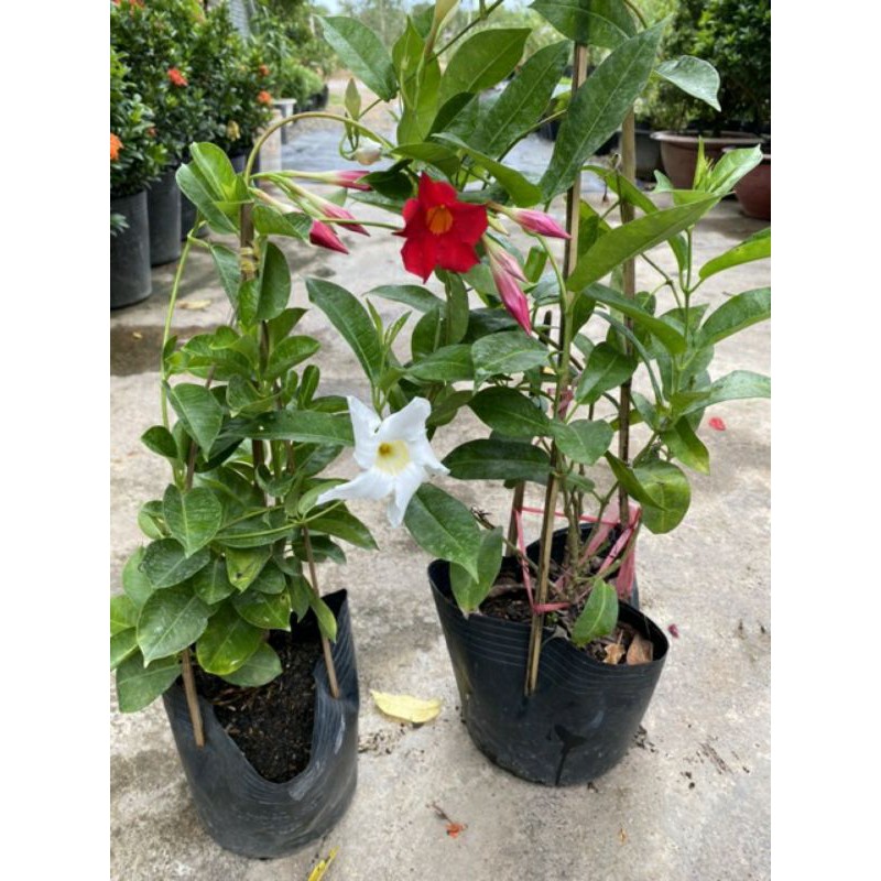 Hồng Anh Đỏ ♌ leo