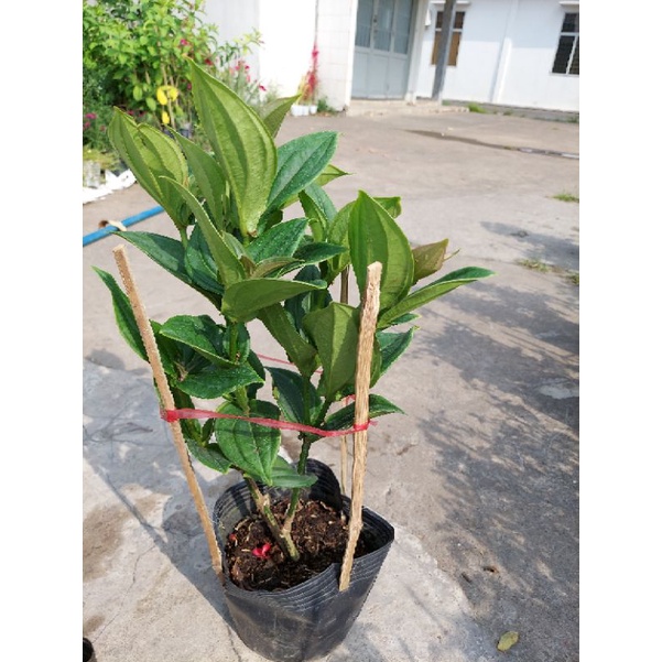 Cây hòn ngọc viễn đông