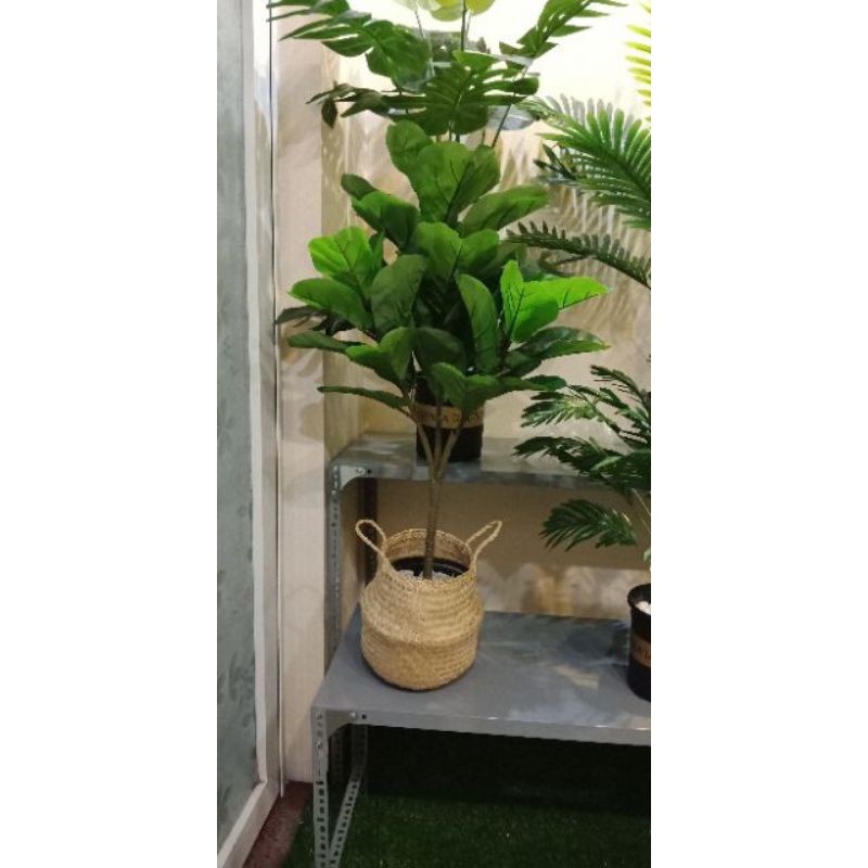 Combo Cây bàng Singapore gỉa cao 1m, có 3 nhánh - Kèm Chậu Nhựa 15cm. Cây cảnh giả trang trí nhà cửa, decor