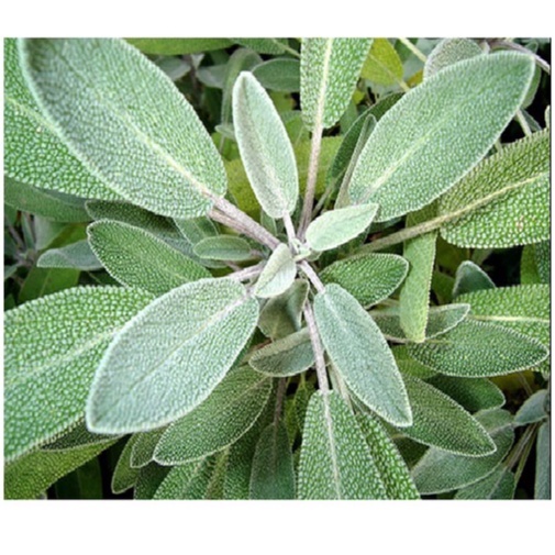 (HOẢ TỐC - Giao Miền Bắc)Fresh Sage Lá xô thơm tươi 100g
