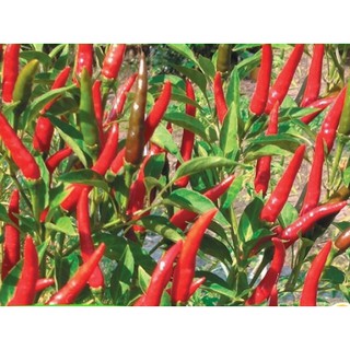 hạt giống ớt chỉ thiên 50 hạt