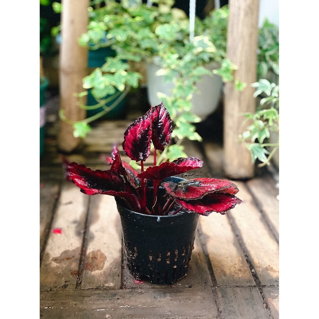 Chậu cây Begonia rex Red Kiss (Thu Hải Đường Nụ Hôn Đỏ) chậu nhựa