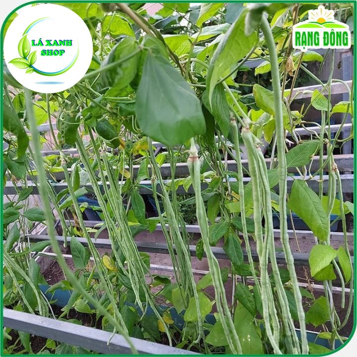 20g Hạt giống Đậu Đũa Ngọt