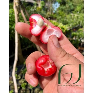 Cây 🌲 Mận Hoàng Yến