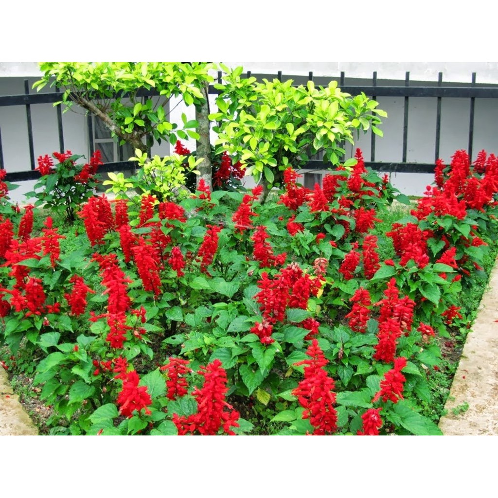 HẠT GIỐNG HOA XÁC PHÁO ĐỎ - GÓI 0,5 GRAM