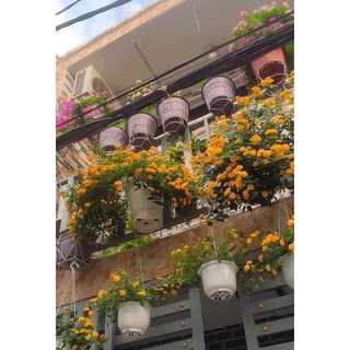 Hoa ngũ sắc kép(1 bầu cây)