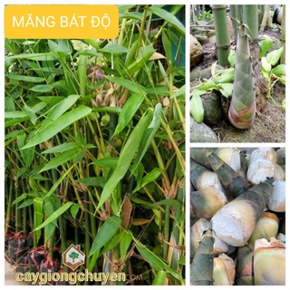 Cây giống măng bát độ