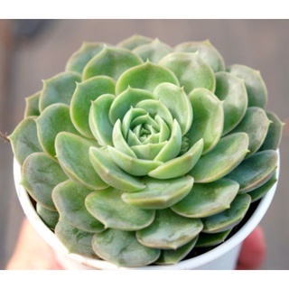 Sen đá ngọc bích size bầu 7-9cm - lỗi 1 đổi 1
