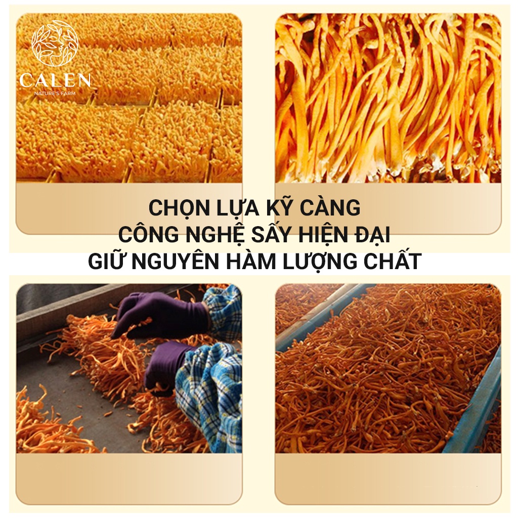 Trà Đông Trùng Hạ Thảo Sấy Khô Giúp Bồi Bổ Cơ Thể, Nâng Cao Sức Khỏe