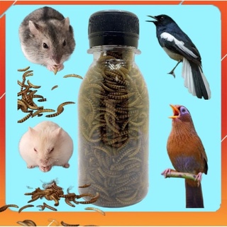Sâu sấy khô thức ăn cho Hamster, Chim, Cá cảnh