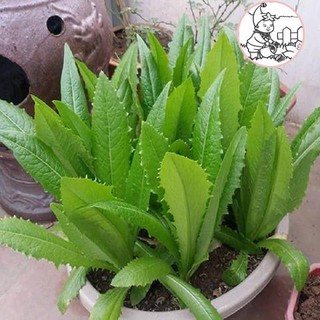 Hạt rau cải nhíp - gói 10 gram