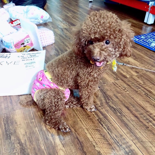 HOT‼️ Shop mới về đc lô quần chip &quot;hàng hiệu&quot; cho Bos nà
