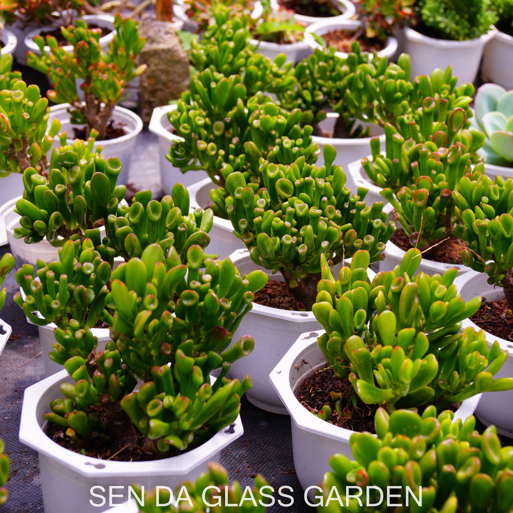 Sen đá ống điếu Gốc thụ chậu lớn 15cm GLASS GARDEN, Bao Khỏe, Thuần khí hậu Đà Lạt