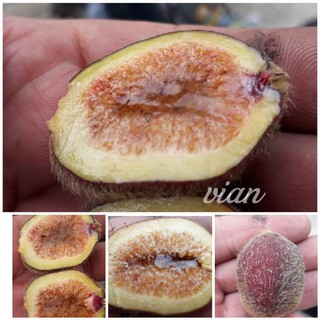 Cây Sung Mật Rừng