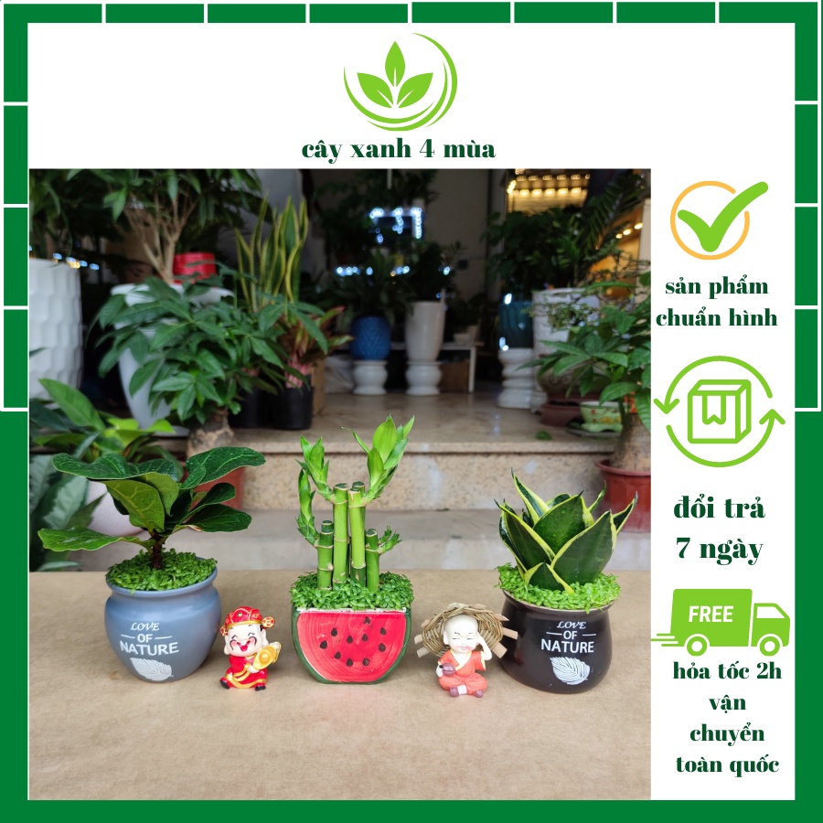 Combo 3 cây mini để bàn cực xinh , cây trúc phú quý ,cây lưỡi hổ ,cây bàn (chậu nền cỏ ngẫu nhiên)