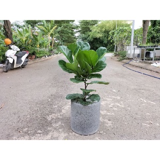 Chậu đá mài trụ tròn 30*30cm
