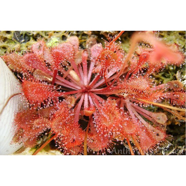 Cây bắt mồi gọng vó Drosera Snyderi dòng lai của Dielsiana và Nidiformis chuyên bắt côn trùng