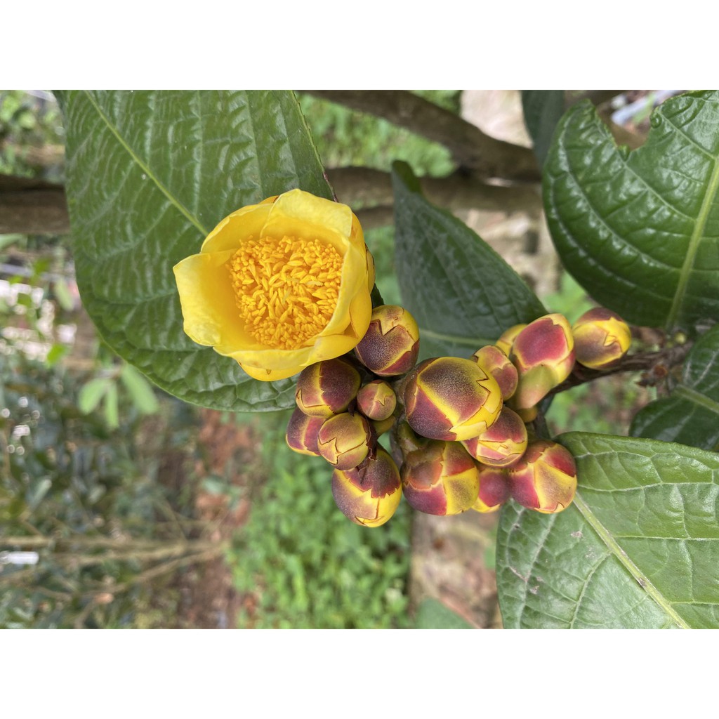 trà túi lọc trà hoa vàng | BigBuy360 - bigbuy360.vn