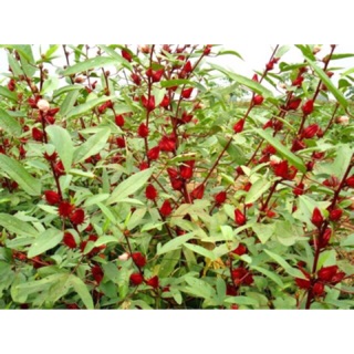 Hạt giống cây Atiso đỏ (Bụt giấm)