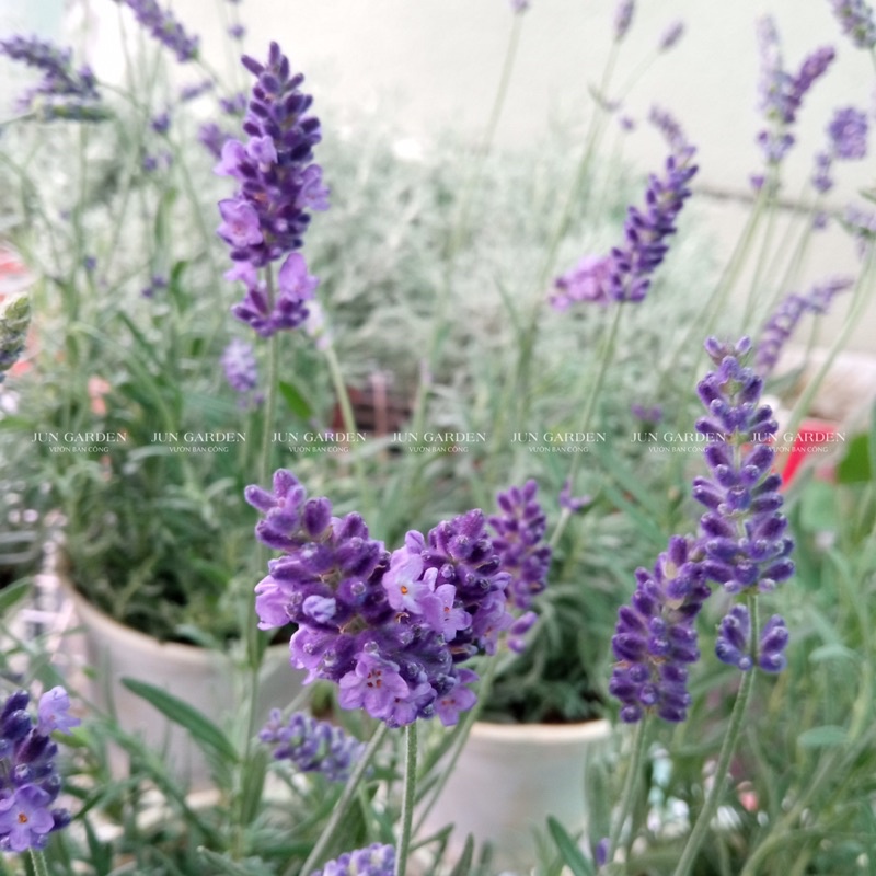 Lavender costa - cây hoa oải hương tím và hướng dẫn cách chăm tại Jun Garden