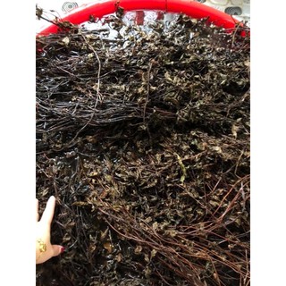 Cây thạch đen Cao Bằng (1kg) 0945513883