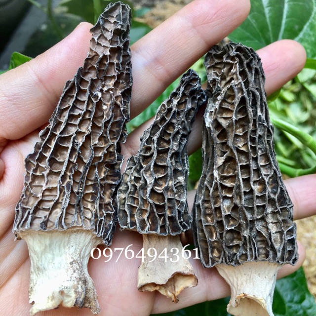 Nấm Bụng Dê (100gr)
