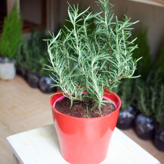 Hạt giống hoa Cây hương thảo