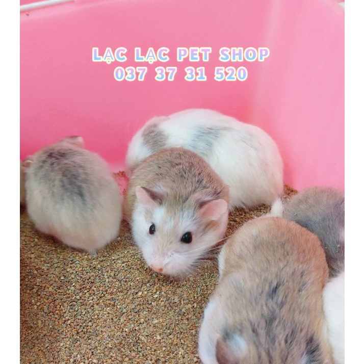 Hamster Robo