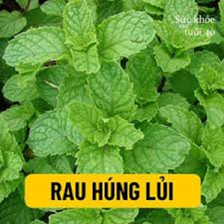 RAU HÚNG LỦI, RAU BẠC HÀ - RAU HÚNG LỦI, RAU BẠC HÀ- NGUYÊN BẦU CÂY GIỐNG