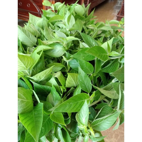 [combo 3kg] lá cẩm đỏ, cẩm tím tươi [gửi hàng khu vực miền trung, nam]