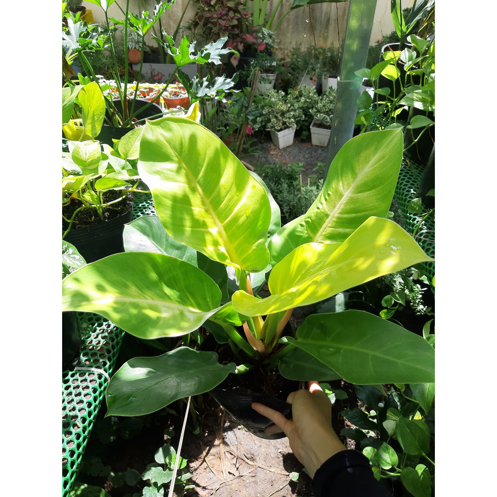 Cây trầu bà đế vương vàng 25-30cm