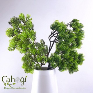 cành cây tùng nhựa