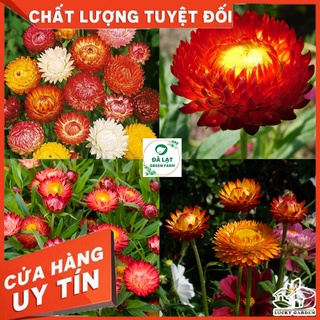 🏵️100h_hạt giống hoa bất tử mix màu🏵️
