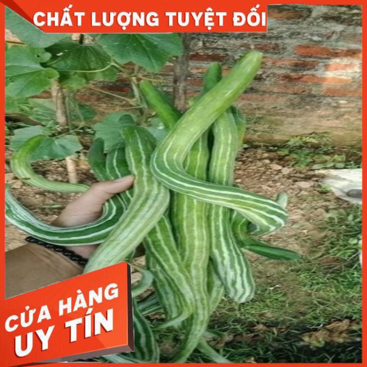 HẠT GIỐNG LẶC LÈ THÁI LAN