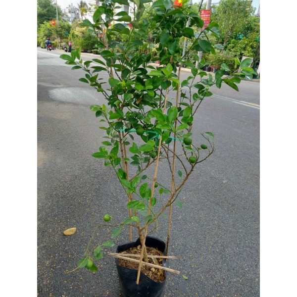 Chanh giấy cây cao 1m6