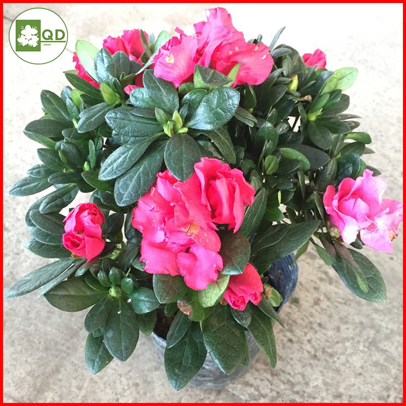 Cây hoa đỗ quyên hồng đỏ cây cảnh đẹp nổi tiếng quý phái cây sống khỏe sai hoa nở mùa xuân - QD02
