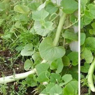 Hạt giống bầu siêu dài 2m