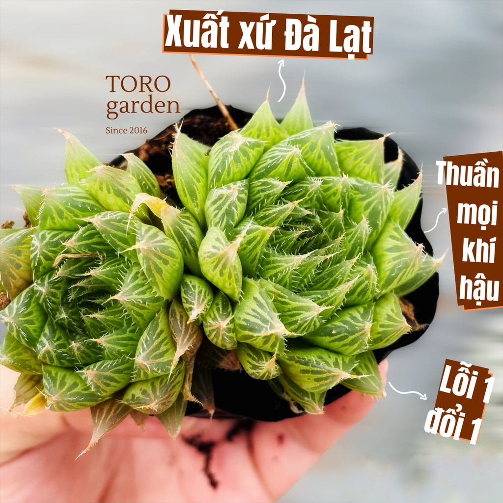 Sen đá dạ quang Đà Lạt size bé cây cảnh trang trí nhà cửa Toro garden