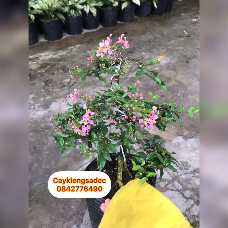 Caykiengsadec hồng Ngọc mai bonsai