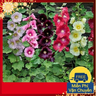 Hạt Giống Hoa Mãn Đình Hồng Đơn Mix