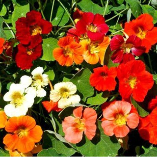 💐🌺 HẠT GIỐNG HOA SEN CẠN MIX 🌺 💐