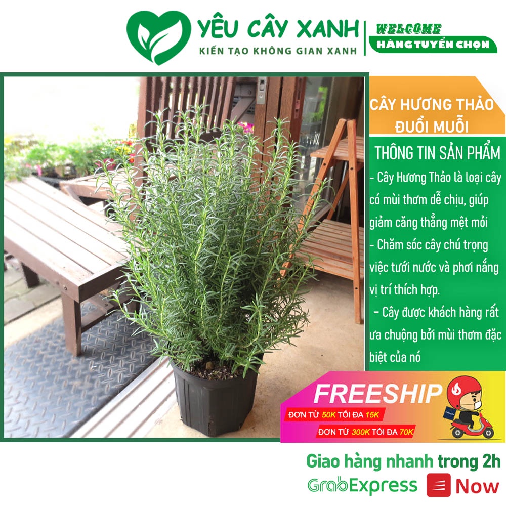 Cây Hương Thảo đuổi muỗi, làm gia vị