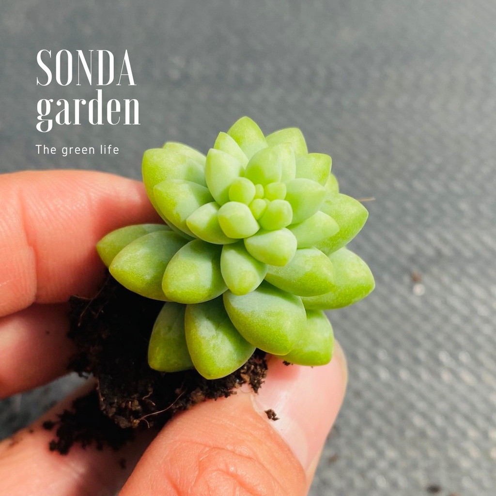 Sen đá chuỗi ngọc bi SONDA GARDEN size mini 2.5-4cm, xuất xứ Đà Lạt, khoẻ đẹp, lỗi 1 đổi 1