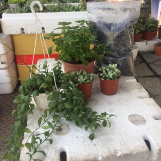 Combo lan hạt dưa