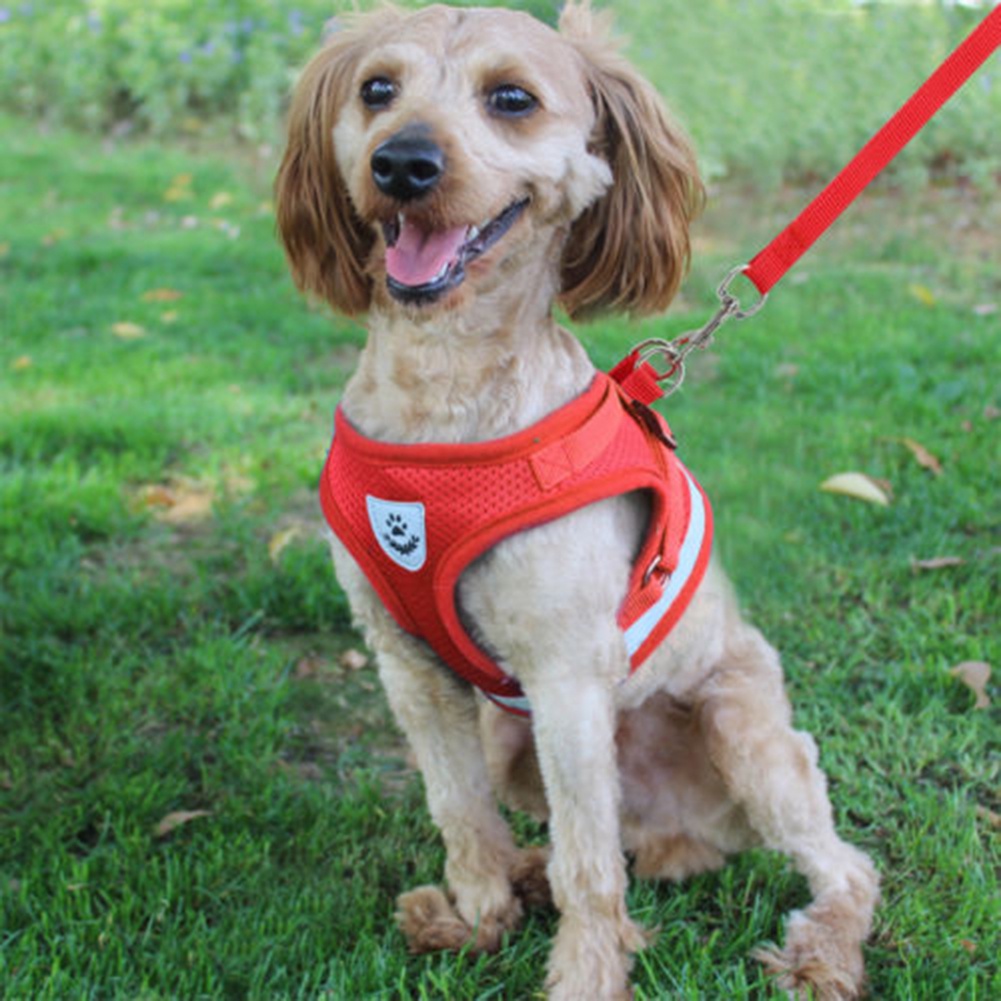 Áo và dây dắt thú cưng đi dạo có thể điều chỉnh độ dài